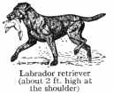 Labrador Retriever okänt årtal